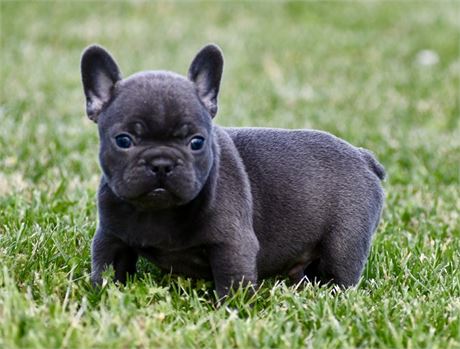 Ridge ~ Gorgeous AKC Male French Bulldog!!