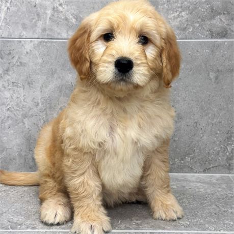 Goldendoodle 26161-06