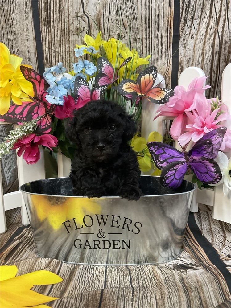 Toy Poodle Female “Raven”
