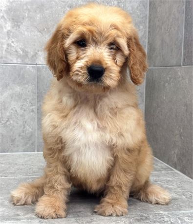 Goldendoodle/Golden 26160-02