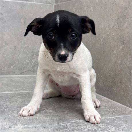 Rat Terrier/Chihuahua 26155-04
