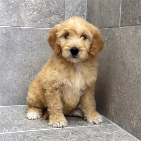Goldendoodle 26161-08