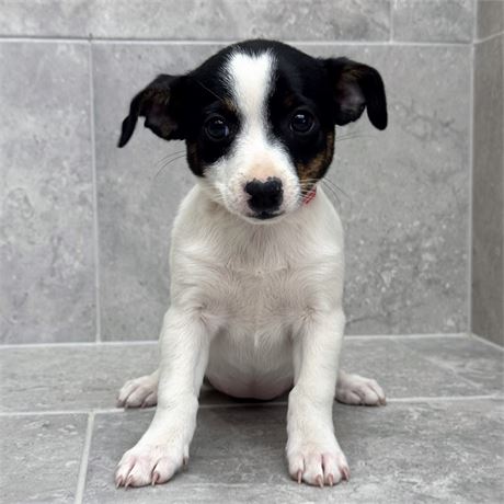 Rat Terrier/Chihuahua 26155-06