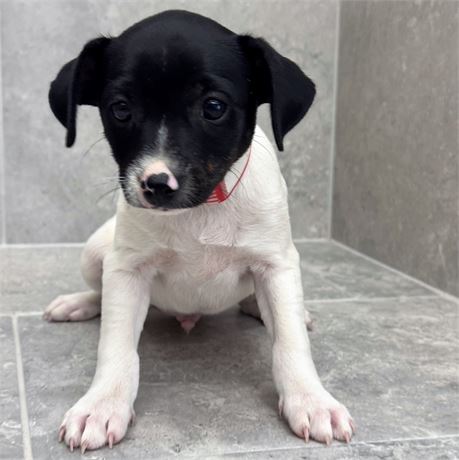 Rat Terrier/Chihuahua 26155-02