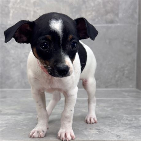 Rat Terrier/Chihuahua 26155-03