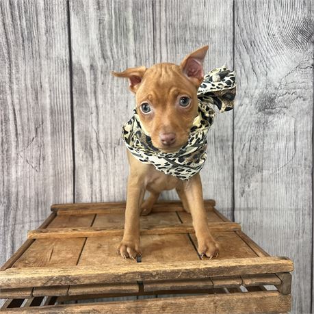Female Miniature Pinscher