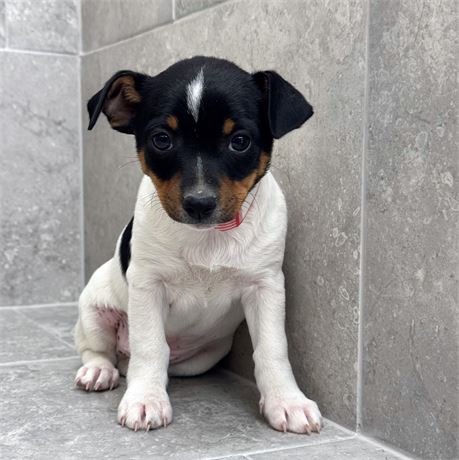 Rat Terrier/Chihuahua 26155-01