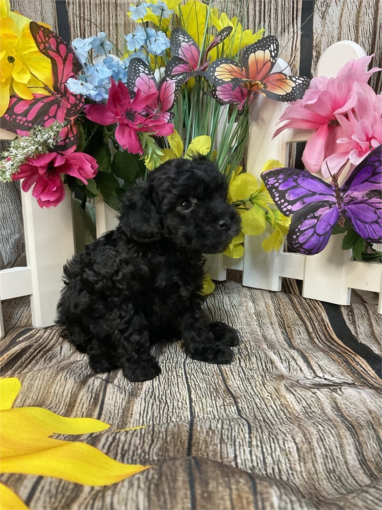 Toy Poodle Female “Raven”