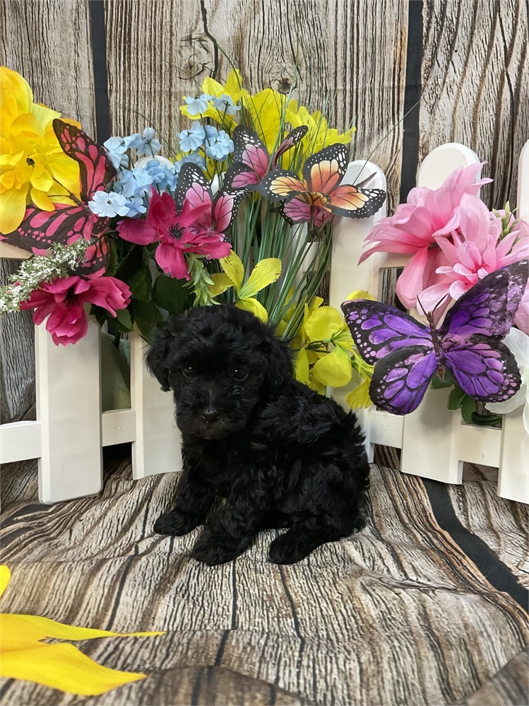 Toy Poodle Female “Raven”
