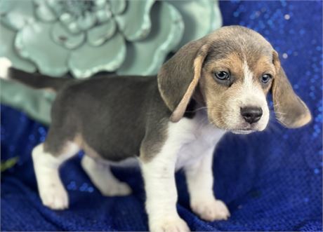 *Blue Tri* pocket beagle Male- Paul