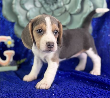 *Blue Tri* pocket beagle female- Parker
