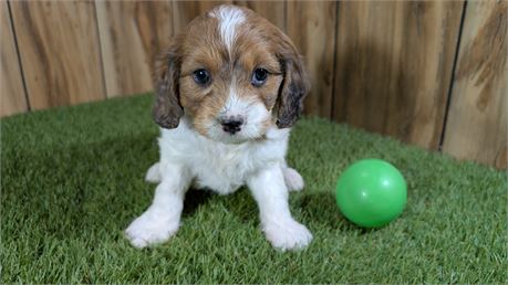 Male Cavapoo