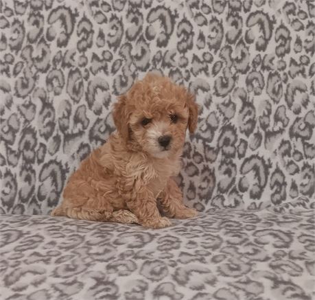 Beautiful toy poodle female