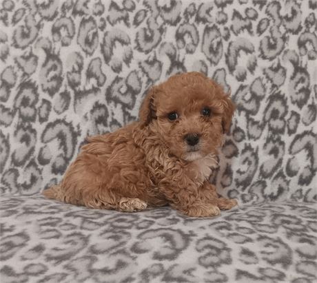 Beautiful toy poodle male