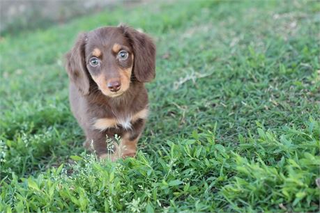 USDA CLEAN * AKC REG MINI LONGHAIR DACHSHUND