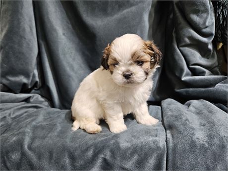 Small Male Shihtzu