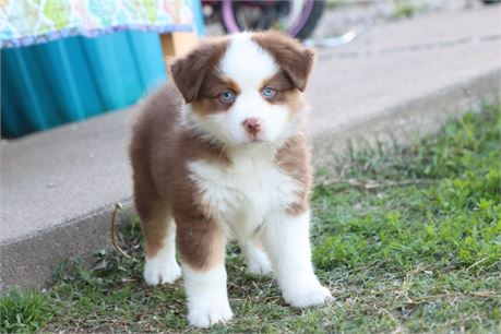 USDA CLEAN *Mini Aussie*