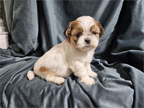 Small Male Shihtzu