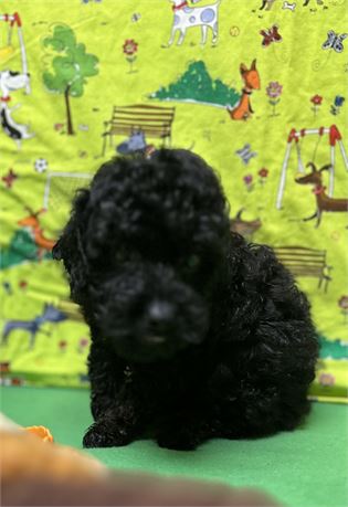AKc tiny Black female