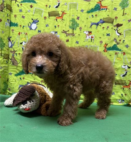 Akc red male