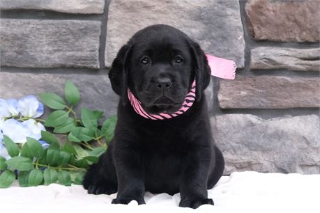 Black Labrador Retriever Puppy  unregistered see notes