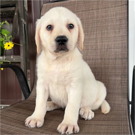 ACA English Labrador - Dooley