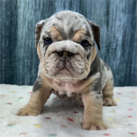 AKC English Bulldog Female