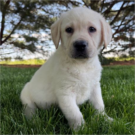 ACA English Labrador - Eddy