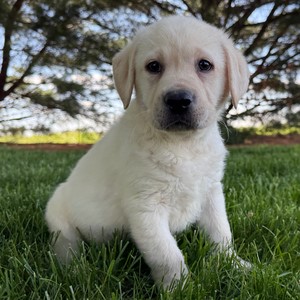 ACA English Labrador - Eddy