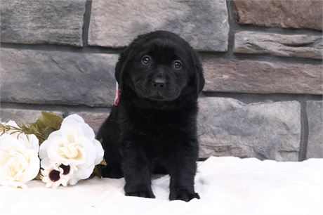 Black Labrador Retriever Puppy unregistered see notes