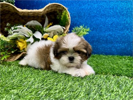 Male Shih Tzu