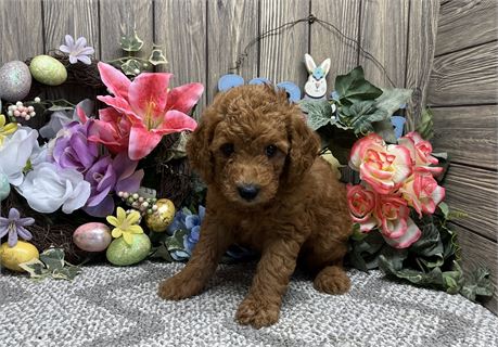 Male Mini GoldenDoodle