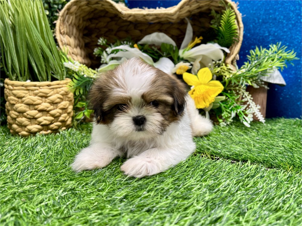 Male Shih Tzu