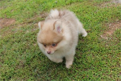 AKC Chocolate Sable  Male Pom