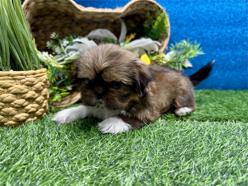 Male Shih Tzu