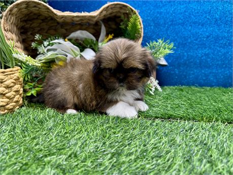 Male Shih Tzu