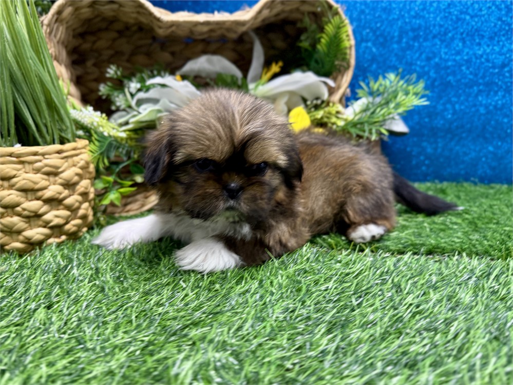 Male Shih Tzu