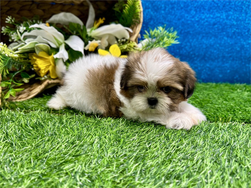 Male Shih Tzu