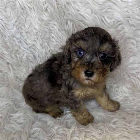 F1B Cockapoo Merle Male