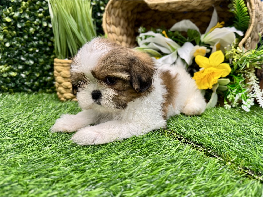 Male Shih Tzu
