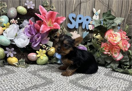 Male Yorkshire Terrier