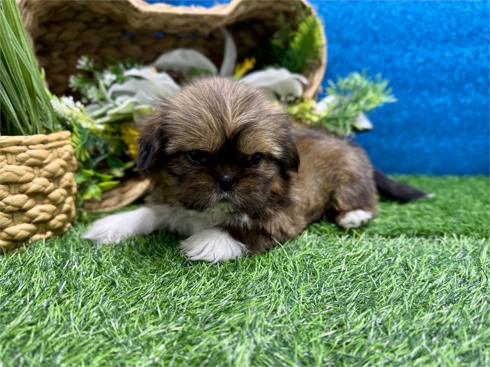 Male Shih Tzu