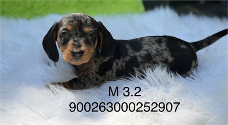 MINI DACHSHUND