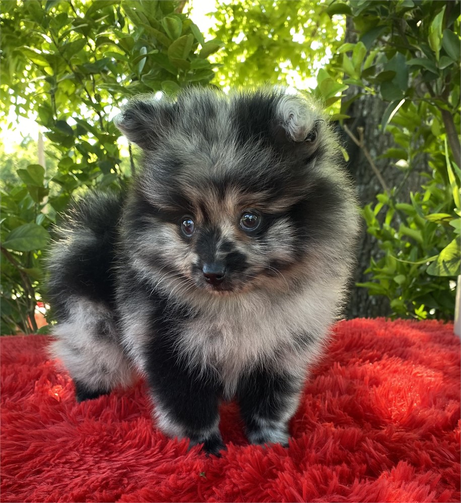 Female #2