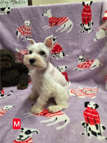 PEARL'S TOY SCHNAIUZER MALE #1 2.4LBS