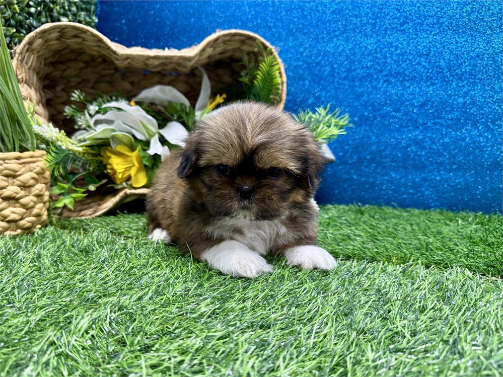 Male Shih Tzu