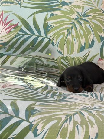 Mini dachshund