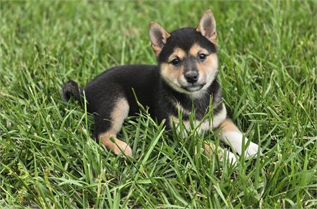ACA Shiba Inu