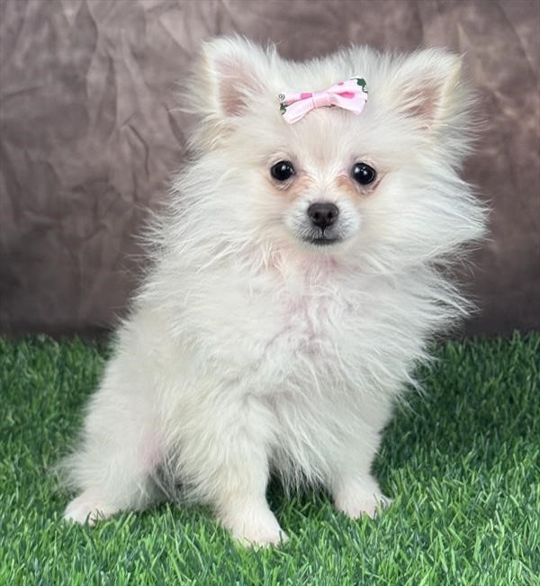 Tiny Female Cream Pomeranian