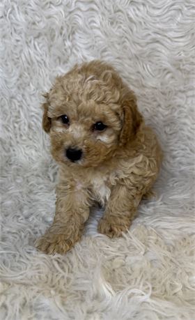 F1B Cockapoo Male
